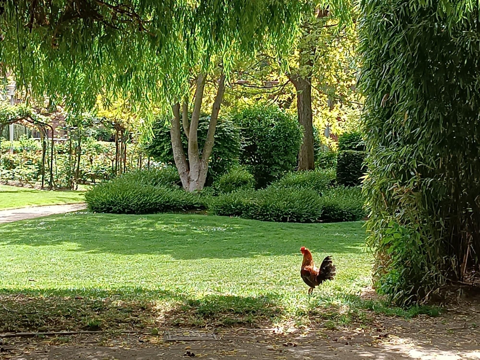 El eco del canto del gallo 'kiko' se oye durante toda la mañana en las proximidades de El Corte Inglés de León.