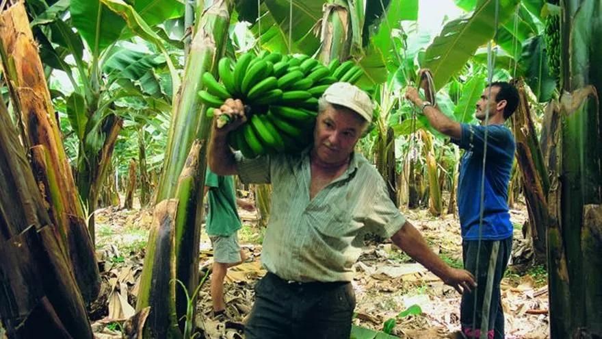 Todos los grupos del Parlamento avalan pedir al Gobierno nuevas reglas urgentes para proteger a los pequeños plataneros