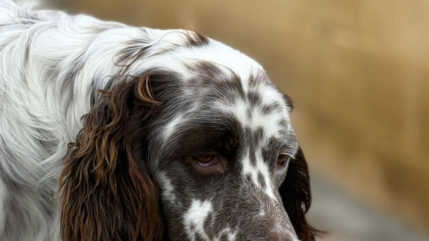 La llamada de auxilio de Lobo, el perro utilizado para la caza, con apenas visión y que busca una oportunidad