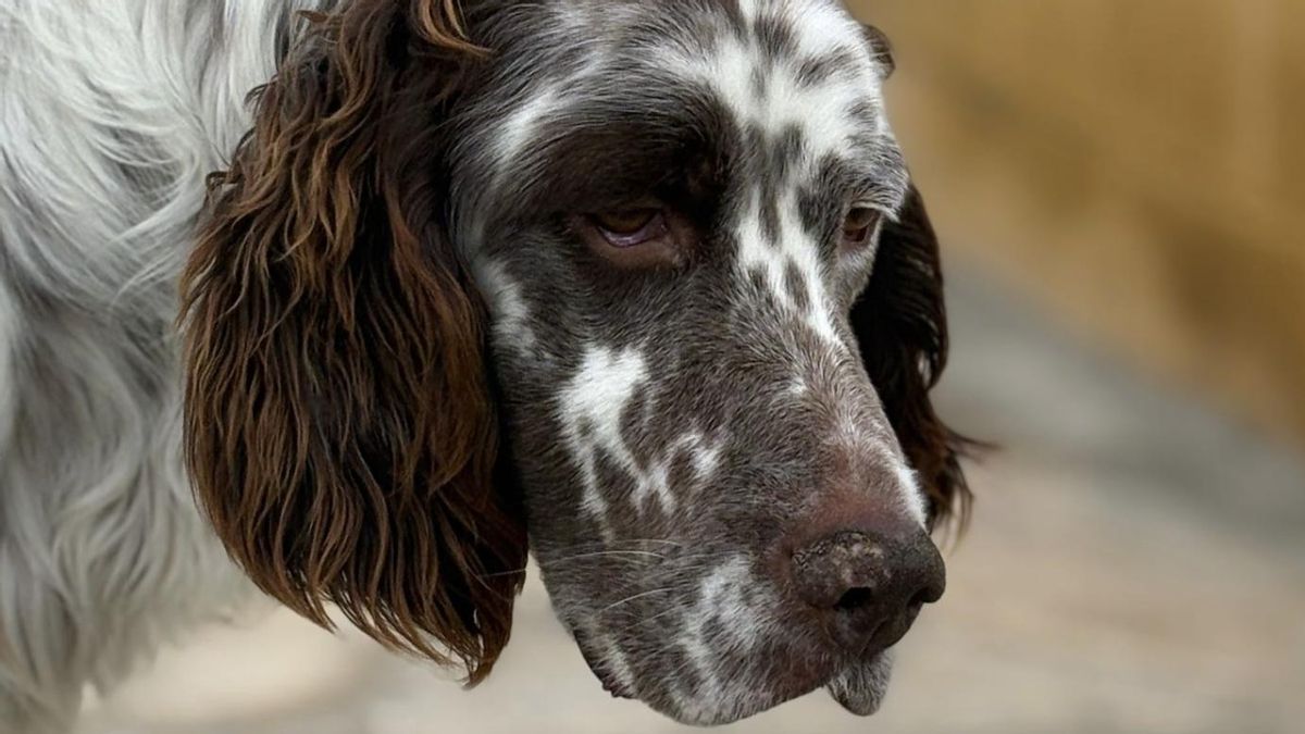 La llamada de auxilio de Lobo, el perro utilizado para la caza, con apenas visión y que busca una oportunidad
