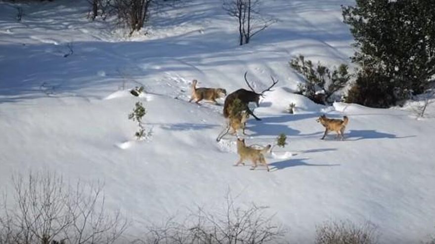 Estracto del trailer.