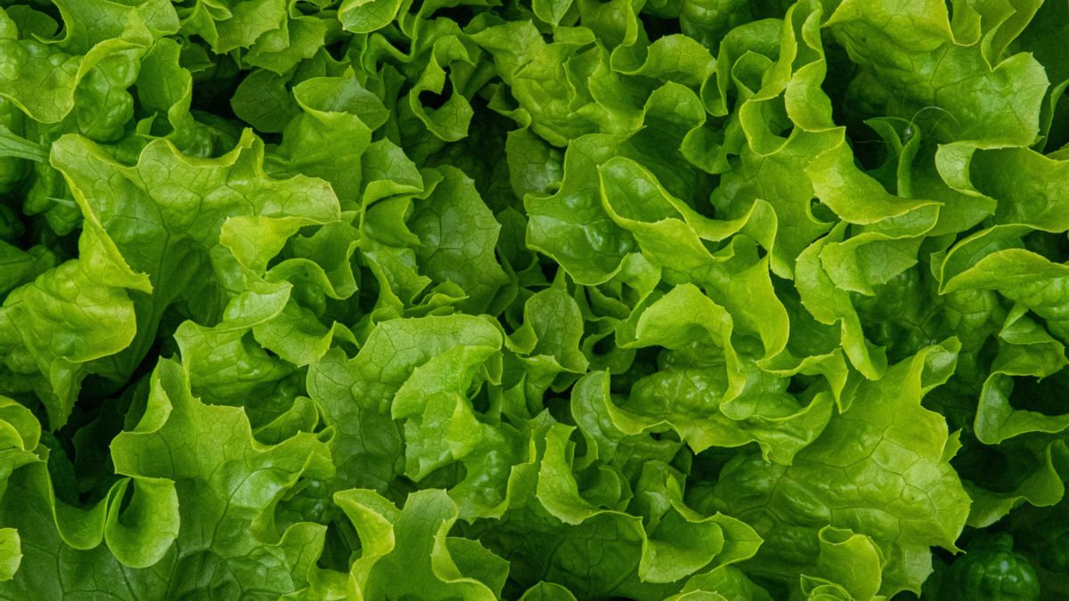 Cuatro trucos para saber cómo elegir y conservar cada tipo de lechuga para las ensaladas