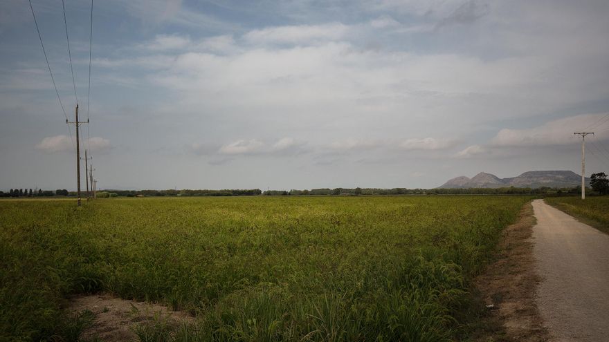 El tramo de arrozales en la Costa Brava que el ecologismo quiere salvar