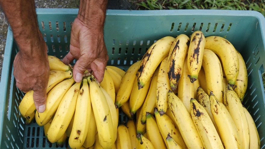 R.Dominicana suspende las importaciones de Colombia y Perú por el hongo del banano