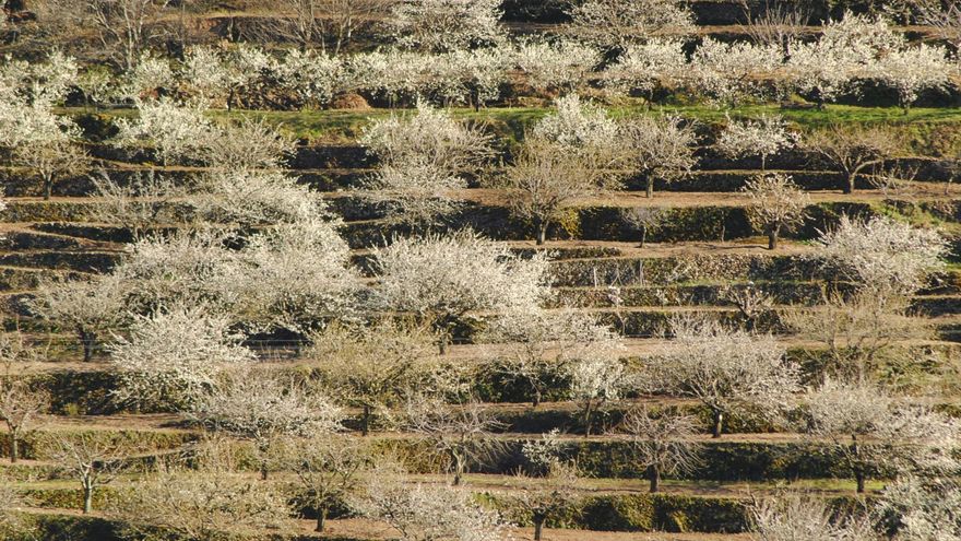 Cerezos en flor en el Valle del Jerte.