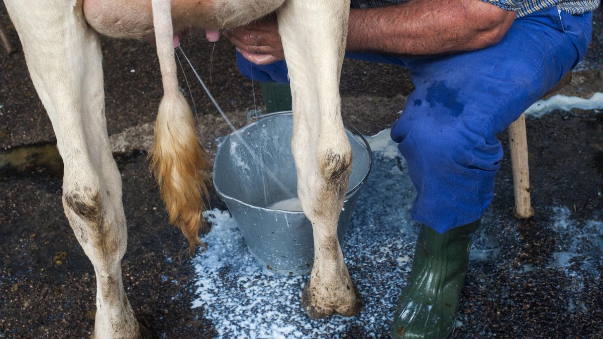 Un ganadero durante el ordeño de una vaca frisona. |