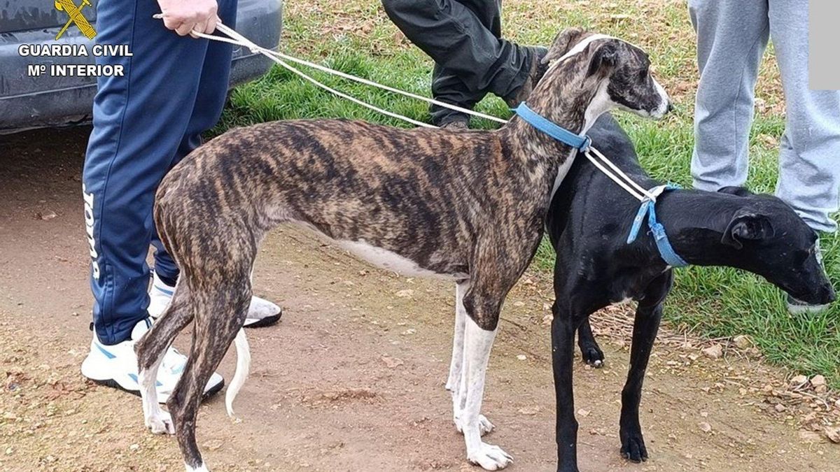 Detenido un miembro de una organización dedicada a la caza furtiva con galgos en Manzanares y Membrilla
