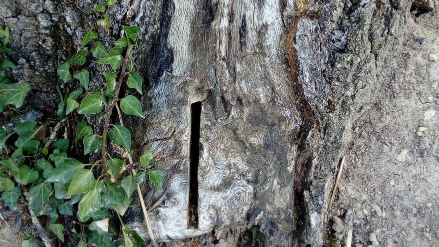 Detalle de los cortes en uno de los robles envenenados.