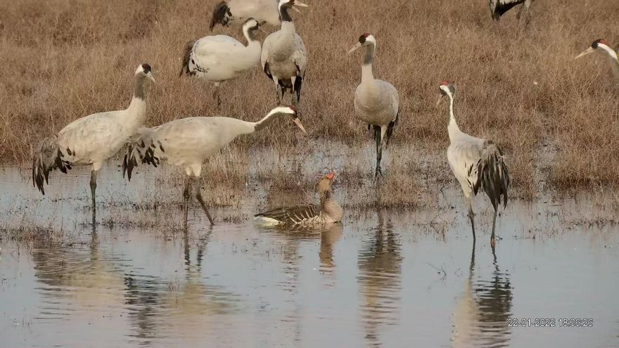 La gripe aviar avanza por España con cinco brotes en un mes
