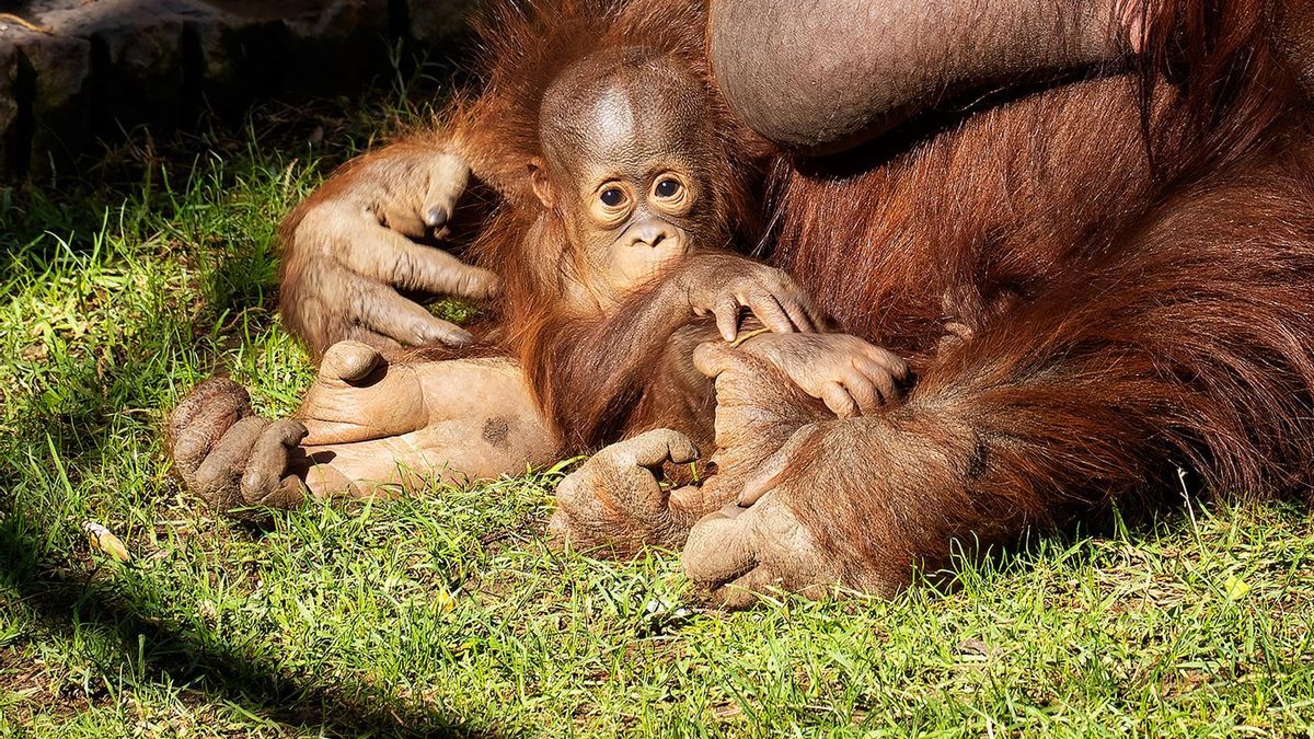 Las crías de orangután adquieren gran parte de su conocimiento al observar a su madre