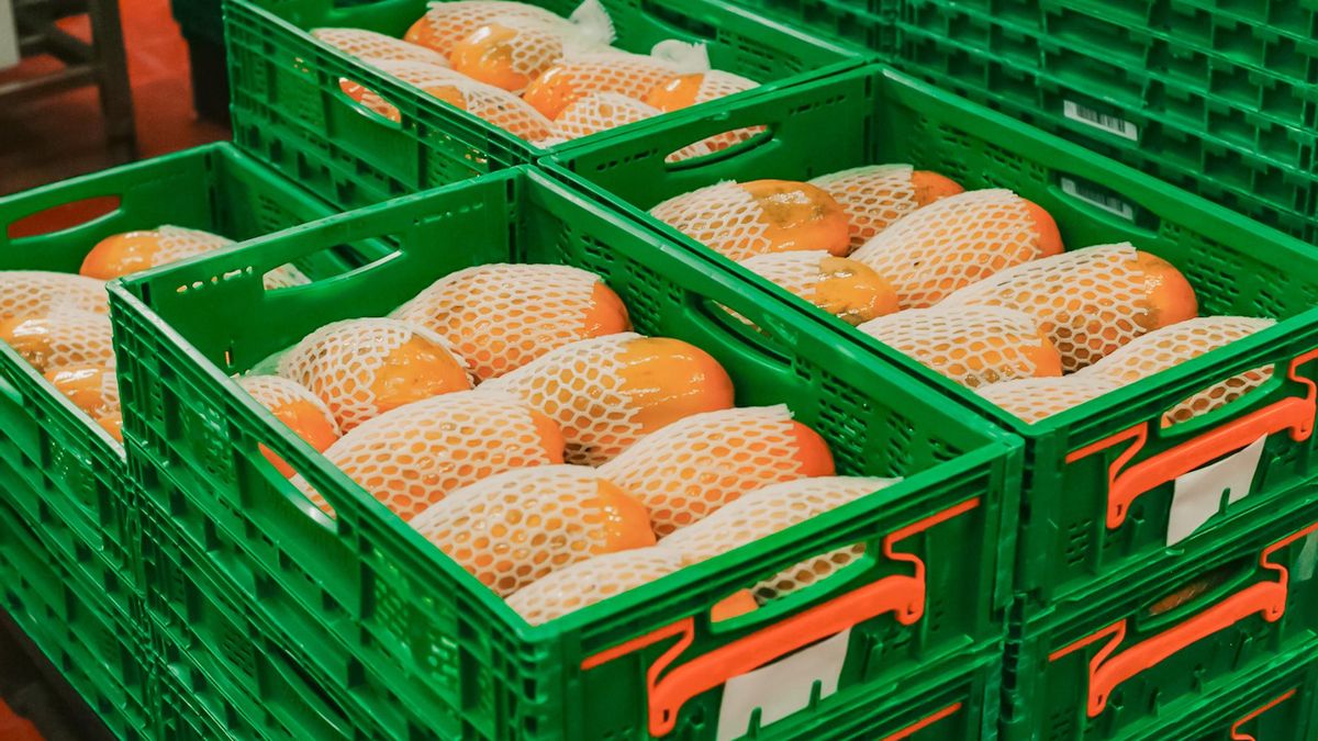 Papayas del proveedor Calidosafrut.