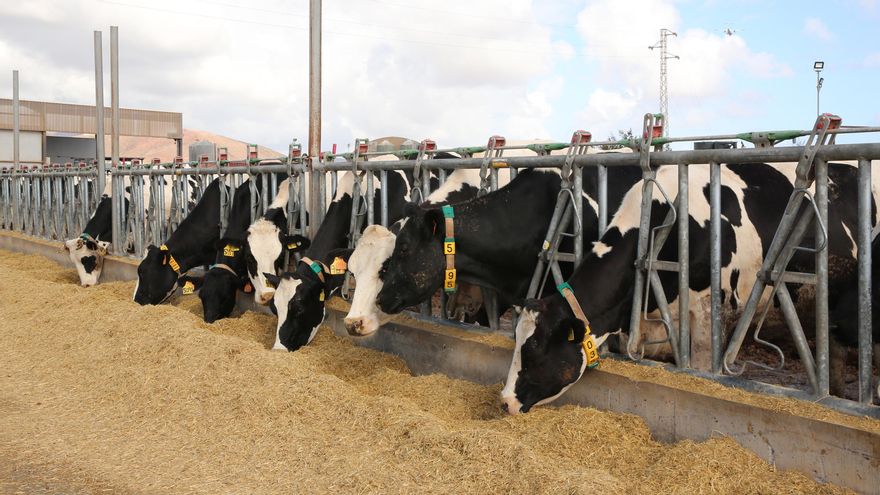 El encarecimiento del pienso para animales que persiste desde enero “puede ser la ruina del ganadero” en Canarias