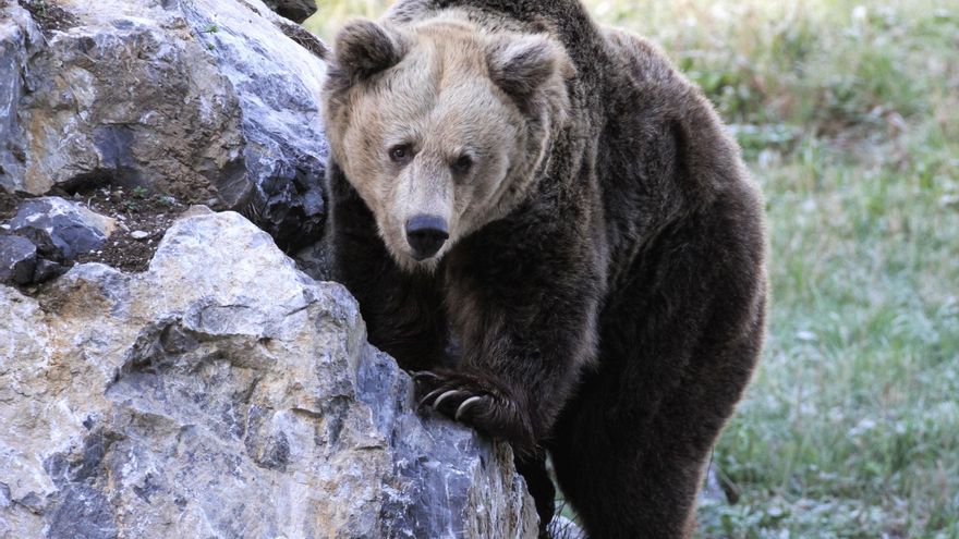 Asturias pierde a la osa Paca, el último de los símbolos de la lucha por la supervivencia del oso pardo cantábrico