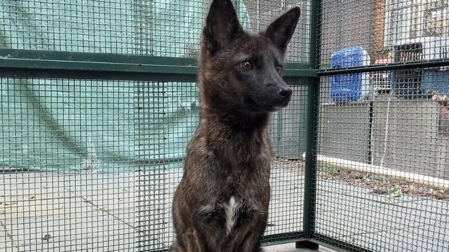Dogxim, el cruce entre perro y zorro que desconcertó a la ciencia y expuso los efectos de destruir hábitats