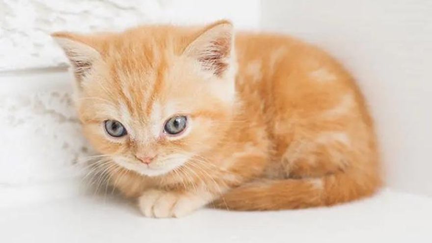 Las 4 razones por la que nos encanta ver vídeos de gatos en Internet (lo dice la ciencia)