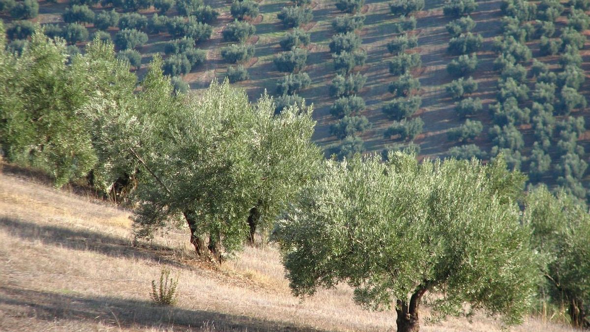 La muerte del temporero se produjo en una finca de olivar