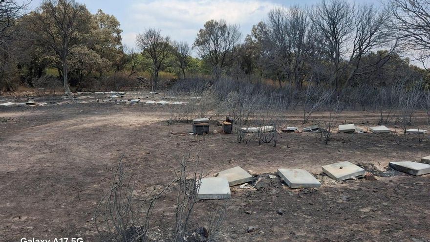El fuego devora las colmenas de Fernando: “Las abejas ya no tienen nada que comer. Parece otro planeta”