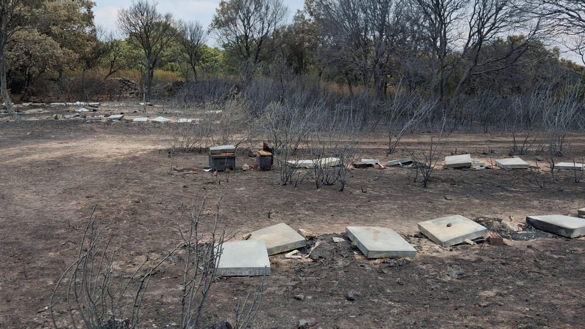 El fuego devora las colmenas de Fernando: “Las abejas ya no tienen nada que comer. Parece otro planeta”