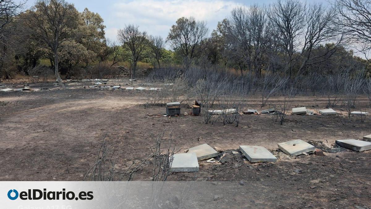 El fuego devora las colmenas de Fernando: “Las abejas ya no tienen nada que comer. Parece otro planeta”