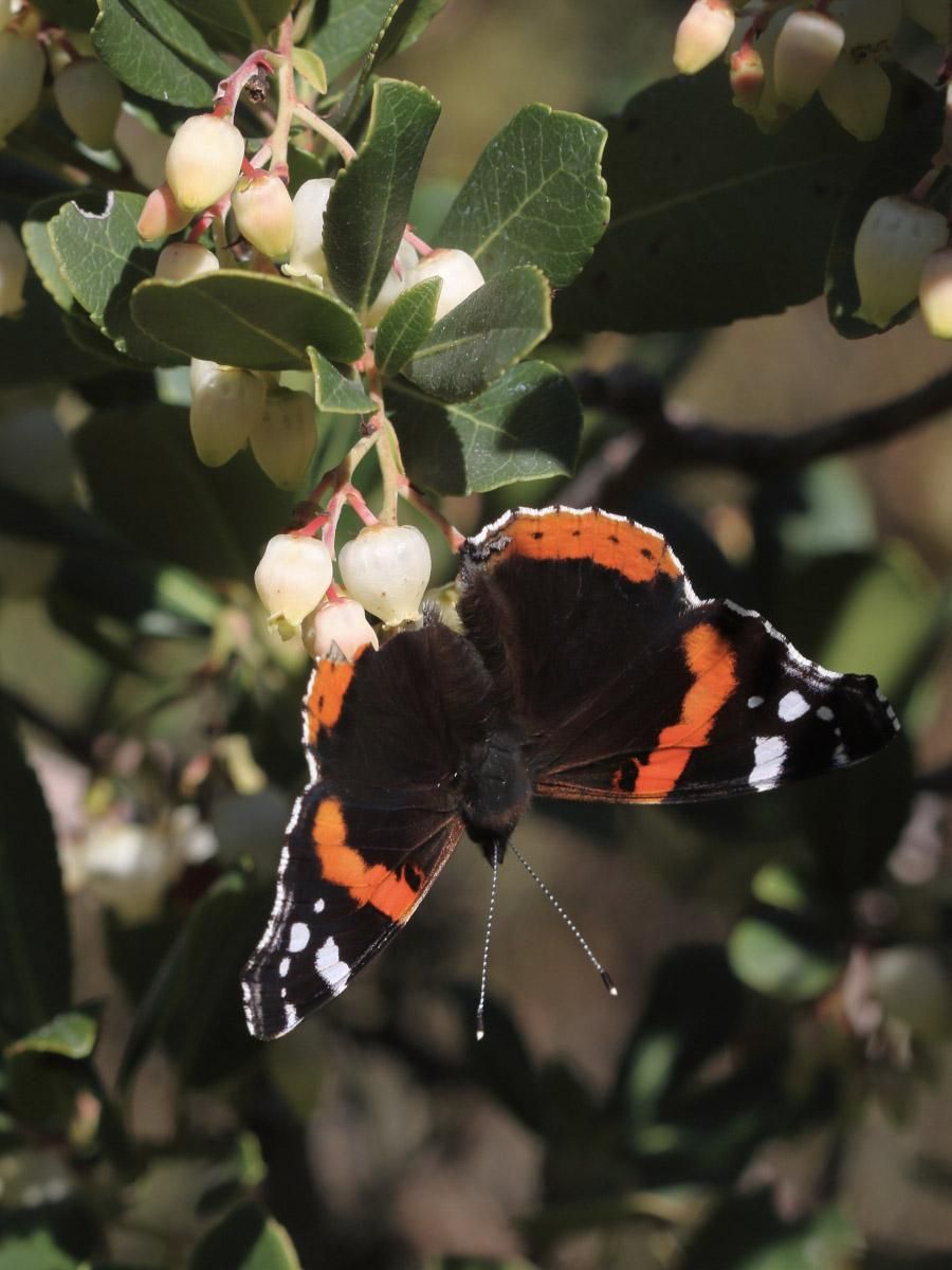 Vanessa atalanta libando néctar en las  flores de un madroño (Arbutus unedo  L.)