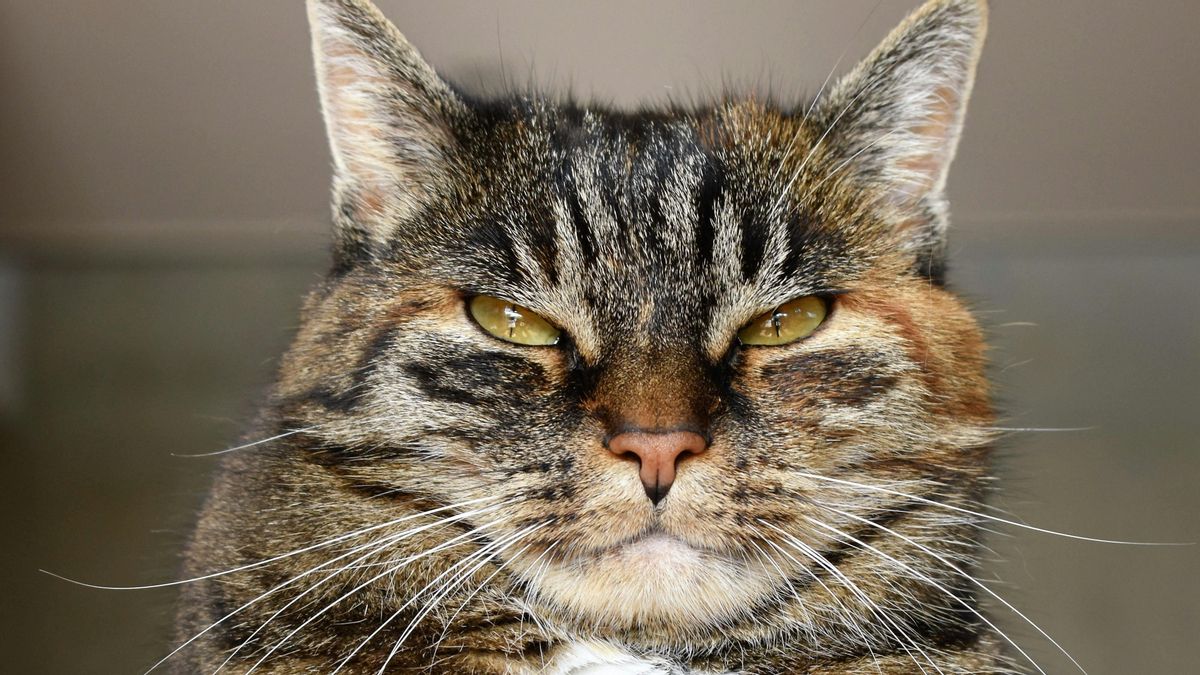 La historia de ‘Princesa’, la gata del Retiro que volvió a casa tras ser retirada del parque