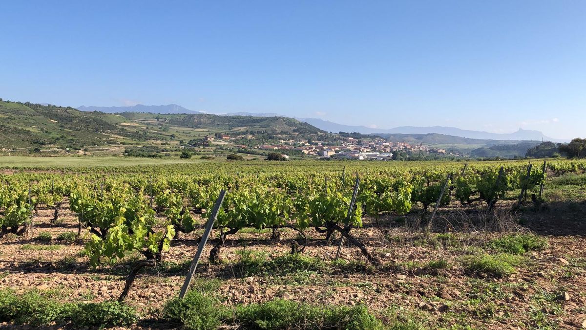 Viña en La Rioja
