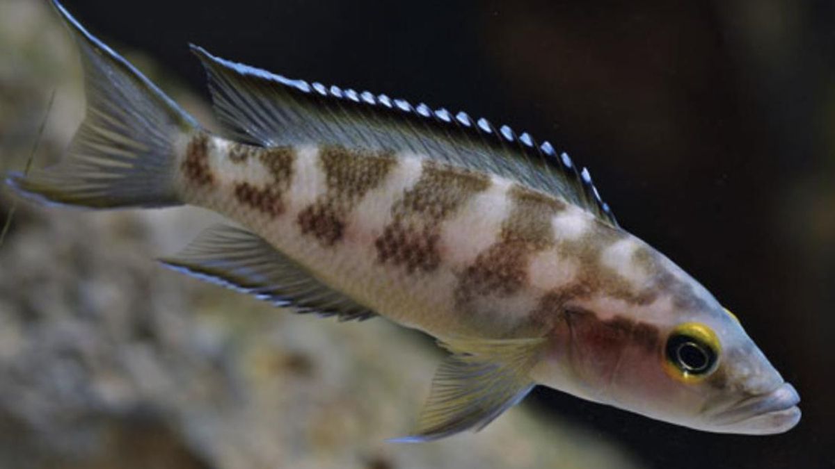 Los científicos prueban varias posturas para medir la reacción