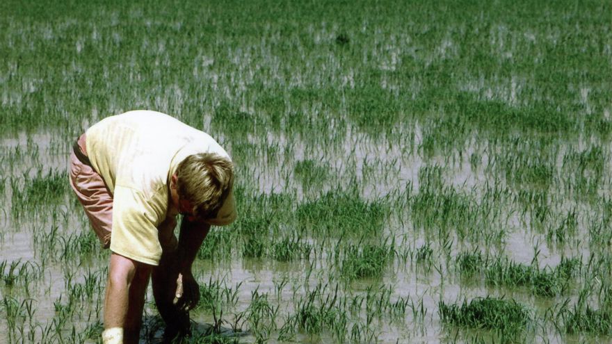 Una alta concentración de CO2 en la atmósfera empobrece los cultivos de arroz
