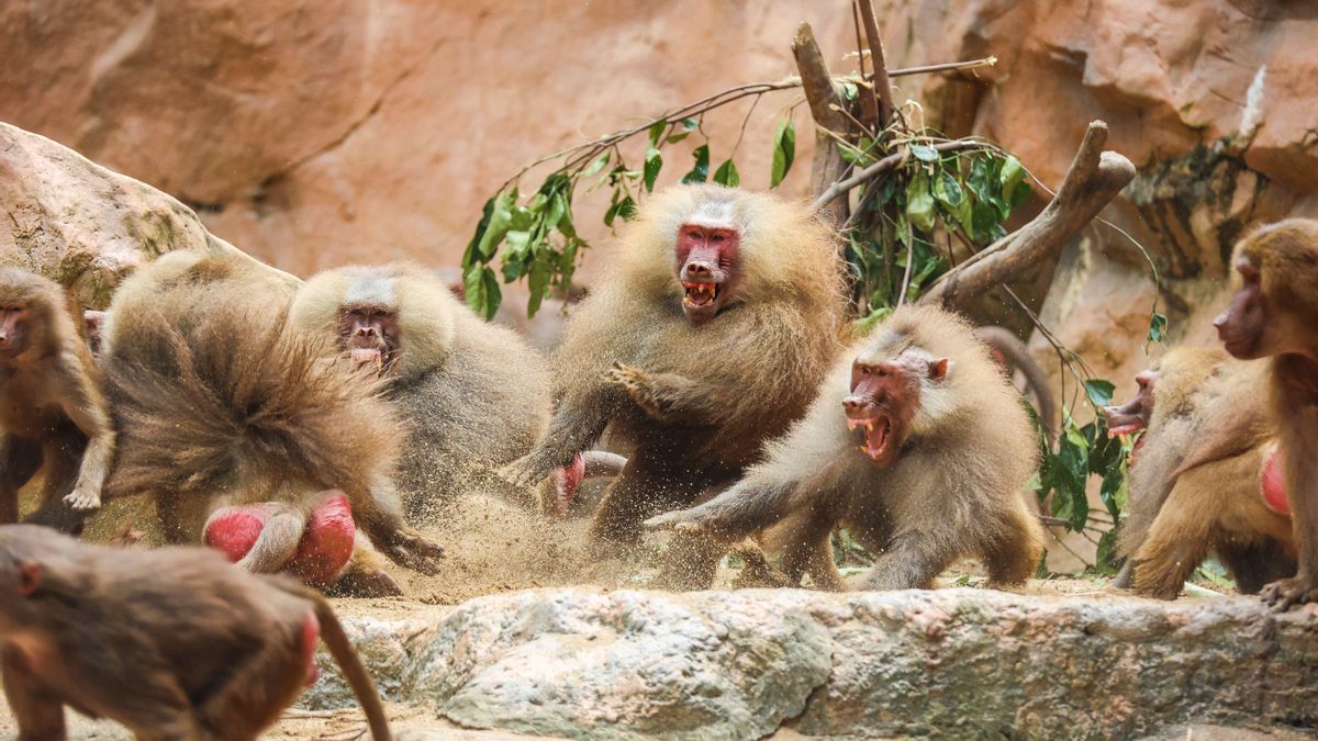 Los animales anticipan posibles conflictos modificando su conducta.