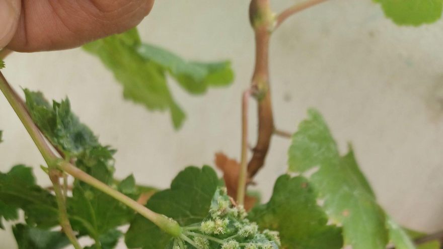 Gobierno canario y Cabildo trabajan para erradicar un foco de filoxera en la vid tinerfeña tras detectar un caso en La Laguna