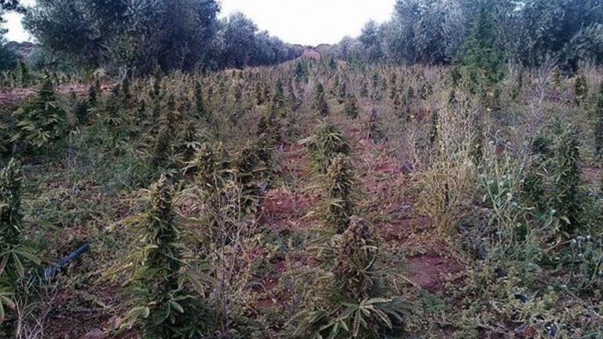 Plantación de marihuana incautada en Villarrobledo / Foto: Ser Albacete