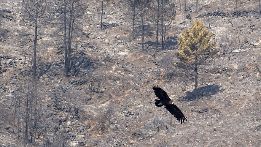 El fuego de Burgohondo impacta en el 40% de la superficie vitícola de la Denominación de Origen de Cebreros