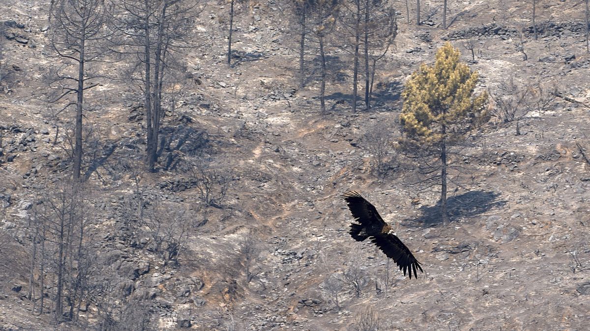 El fuego de Burgohondo impacta en el 40% de la superficie vitícola de la Denominación de Origen de Cebreros
