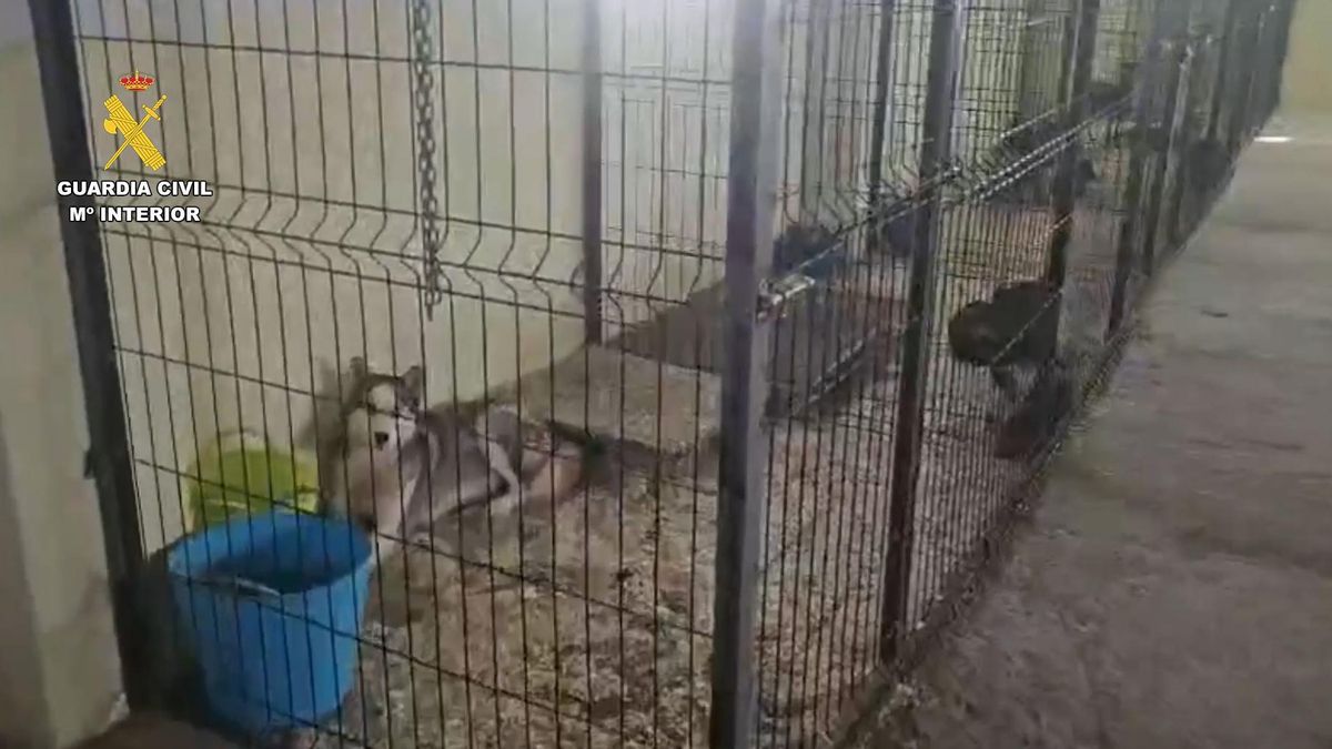 Cae una banda de tráfico ilegal de animales en Sevilla que iba hacer un envío a Canarias