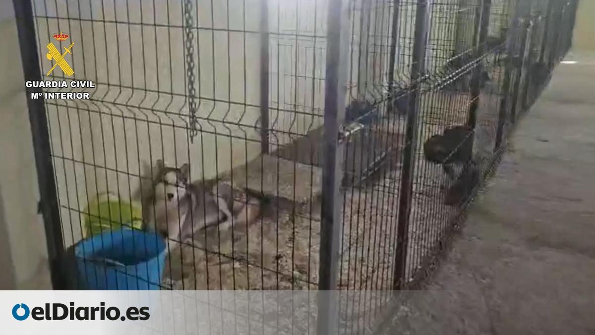 Cae una banda de tráfico ilegal de animales en Sevilla que iba hacer un envío a Canarias