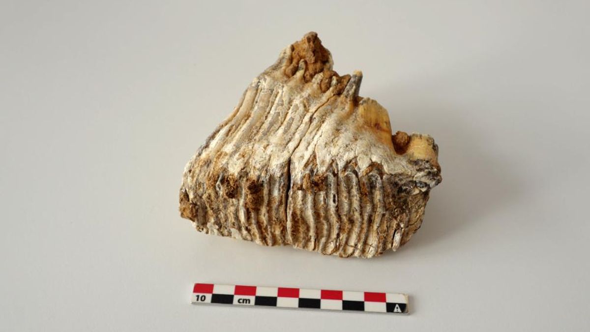 Un yacimiento de 30.000 años de antigüedad ofrece nuevos datos sobre la caza de mamuts en Europa