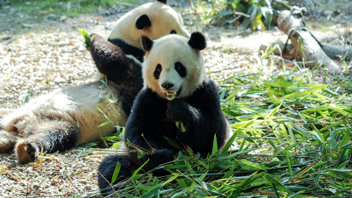 “No es solo un animal”: Miles de personas lloran a los pandas que Japón ha devuelto a China