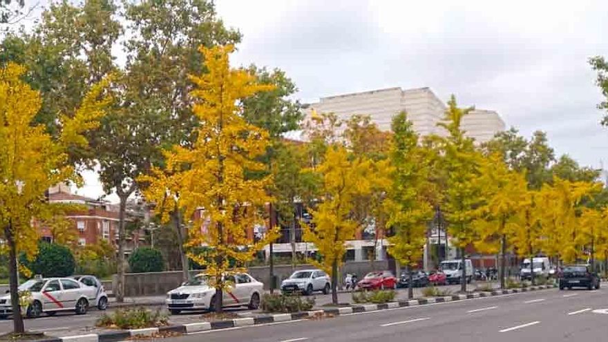 Incrementar el arbolado urbano es una cuestión de salud pública en el nuevo escenario climático