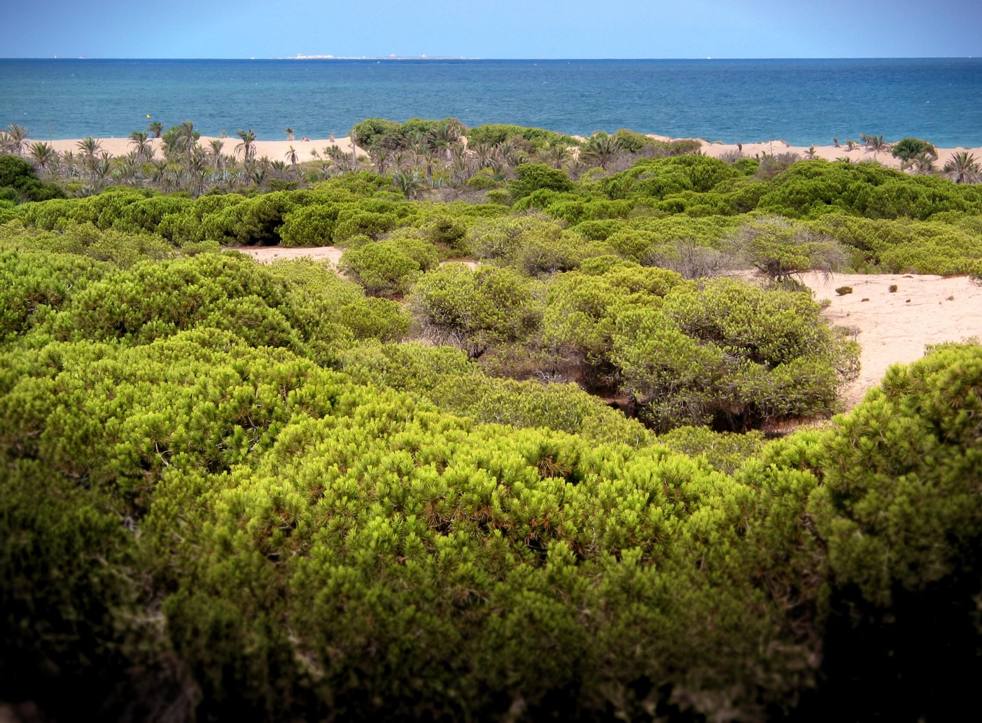 Dunas de Guardamar.