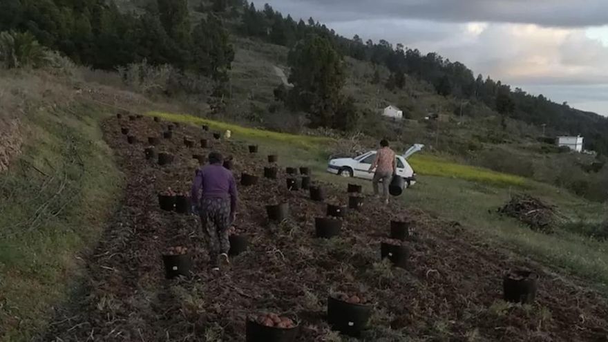 El Cabildo de Tenerife no descarta declarar la emergencia por sequía extrema
