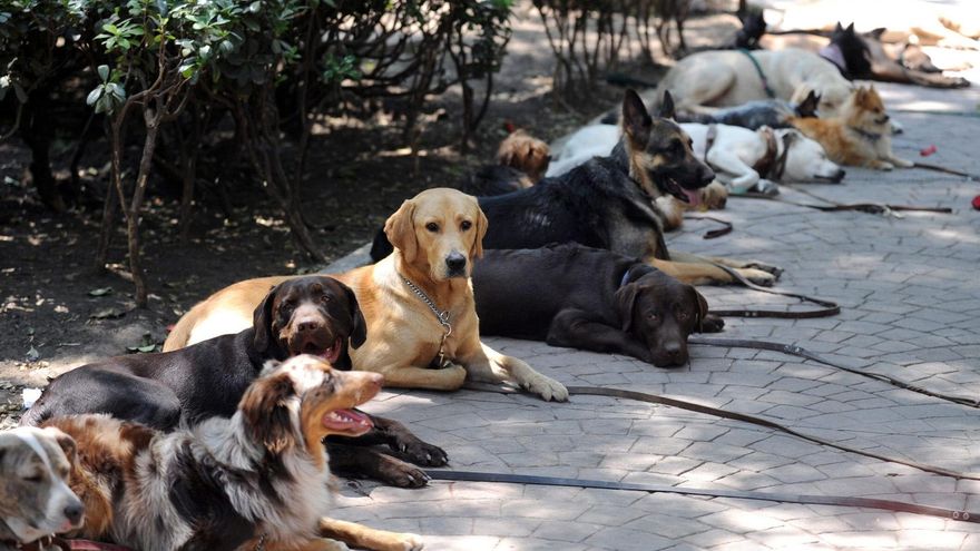 La ley de bienestar animal valenciana prevé sanciones de hasta 45.000 euros por maltrato, sin contar festejos taurinos ni los accidentes de perros de caza