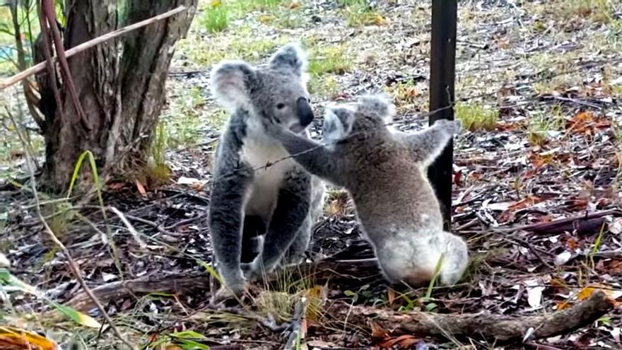 El emotivo rescate de una koala a su cría, atrapada en una alambrada de espino