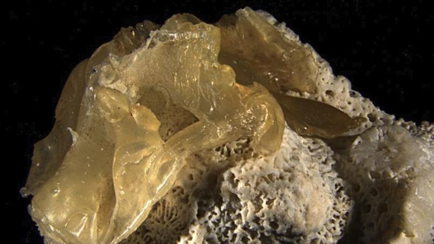 La contaminación alcanza otra frontera en Japón con el hallazgo de corales fusionados físicamente con restos de plástico