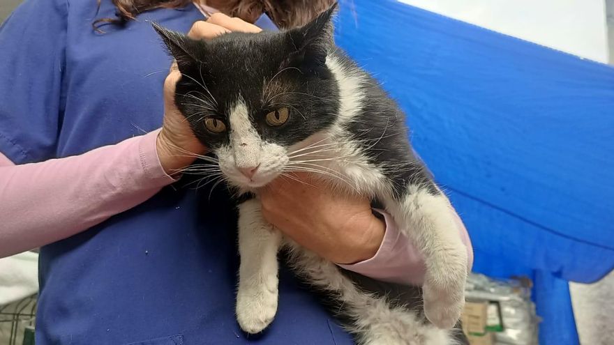 El gato Félix ya está recuperado y en ‘casa’
