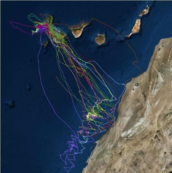 Imagen de vuelos pardelas del estudio de marcaje con GPS que se han hecho de las estas aves y la de iluminación