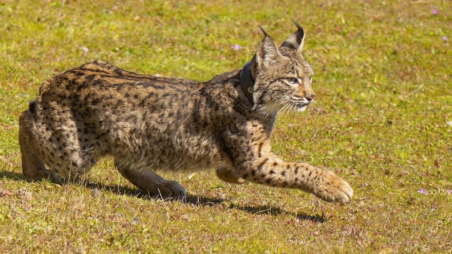 Teja y Templario, los primeros linces liberados en la provincia de Cáceres