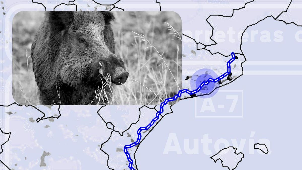 Agricultura alertó hace año y medio del riesgo de peste porcina en Catalunya por el exceso de jabalíes en la autopista AP-7