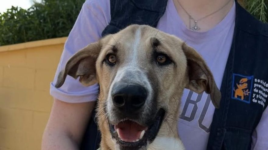 El periplo de Charlie, el perro al que abandonaron sin motivo y con la excusa de ser “agresivo”