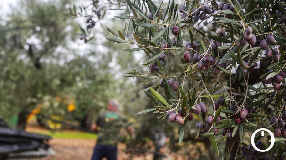 El plan para traer inmigrantes a la aceituna cordobesa se desinfla por los costes