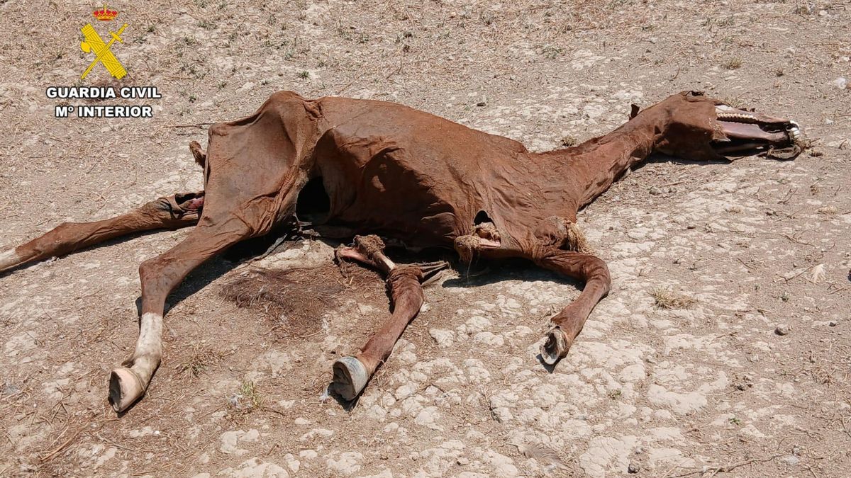 Se localizaron cuatro yeguas muertas